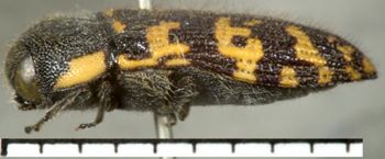Media type: image;   Entomology 8030 Aspect: habitus lateral view